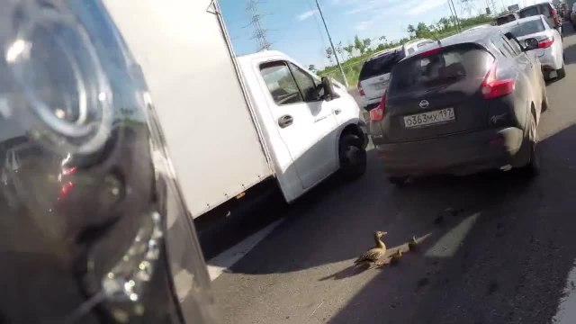 Motard aide des canetons à traverser la route