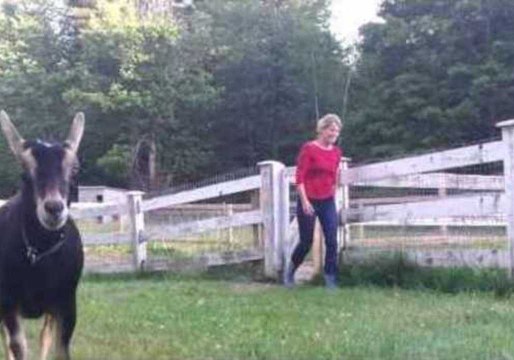 Viral Goats Get Final Run of the Year