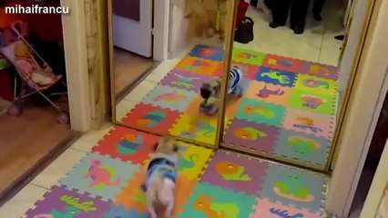 Funny Videos Of Animals Vs Mirrors Compilation 2014 [NEW]