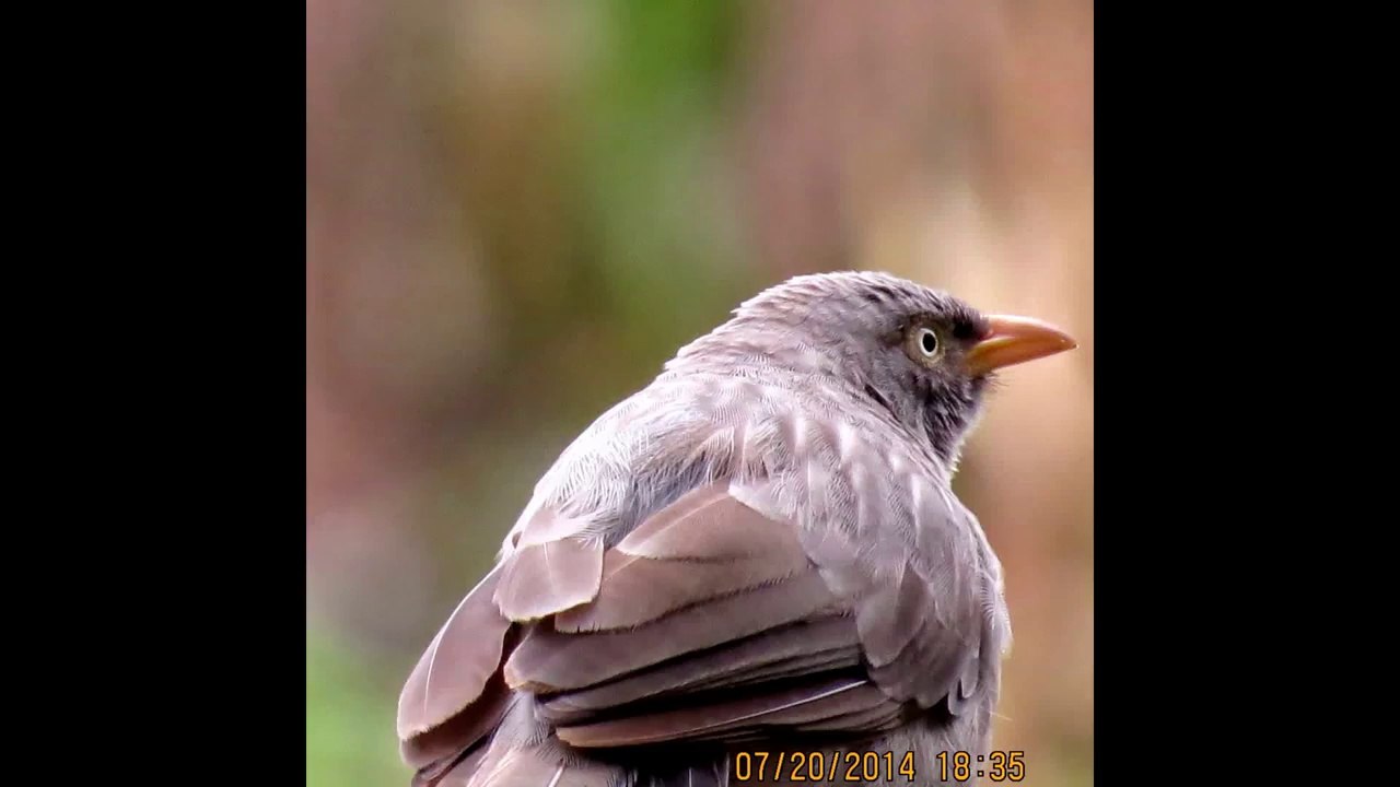 Indian Jungle Babler