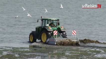 En Normandie, le fléau des algues vertes