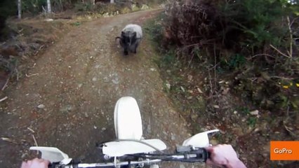 GoPro Captures Biker Facing Off with a Ram