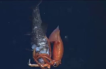 Fight to the death between squid and fish