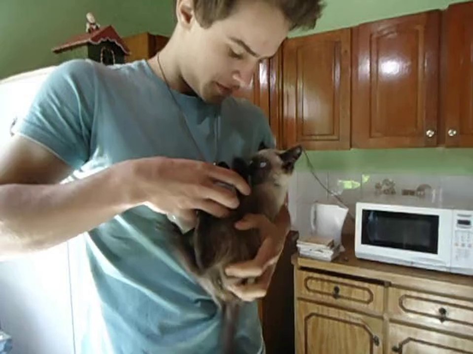 Un chaton boit au biberon comme un bébé