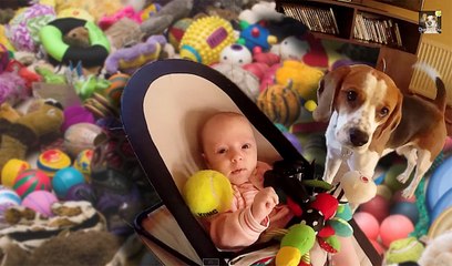 Funny Dog Buries This Baby In Dog Toys! | What's Trending Now