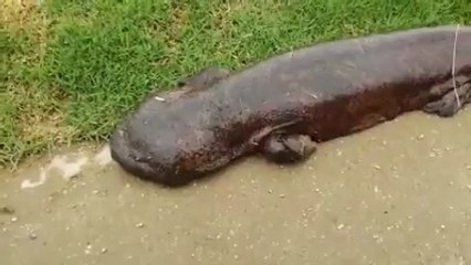 what is the name of this animal