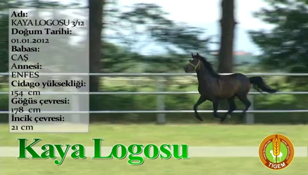 KAYA LOGOSU