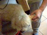 dog with hairs dryer