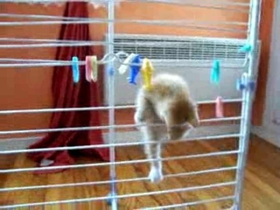 CHATON ZEBULON