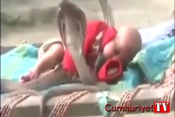 Uyuyan bebeği kobralar koruyor