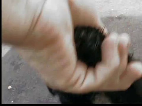 bébés Terriers du Tibet du 24/5/2014