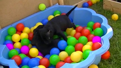 53ème vidéo de la 15ème portée staffie de Staffordland