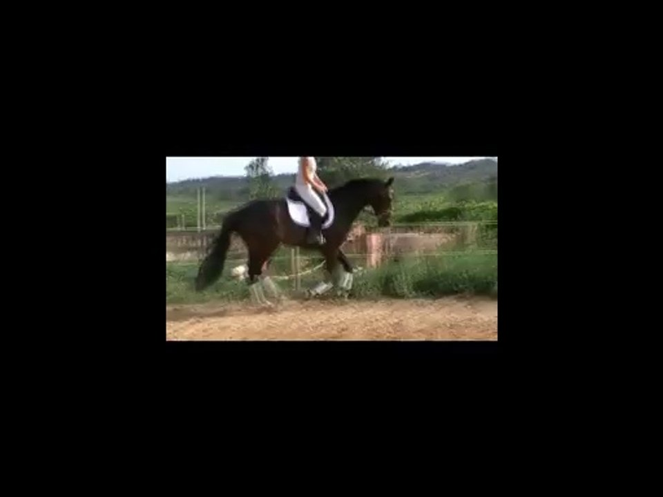 excellent cheval KWPN pleins papiers à la vente