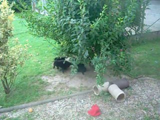 22 juillet 2014 (2) (6.5 semaines)