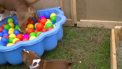 45ème vidéo JAÏNE de la 16ème portée staffie de Staffordland