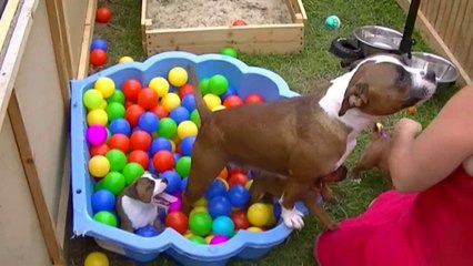 46ème vidéo de la 16ème portée staffie de Staffordland