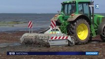 Algues vertes : après la Bretagne, la Basse-Normandie de plus en plus touchée