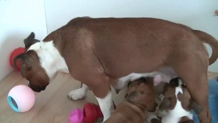 47ème vidéo de la 16ème portée staffie de Staffordland