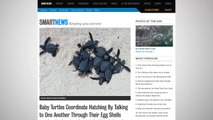 Baby Turtles Communicate Through Shells To Hatch Together