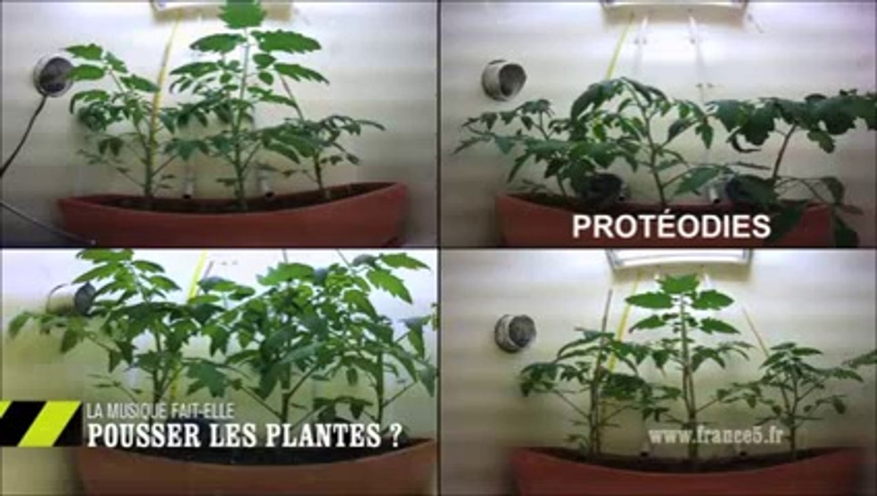La musique fait-elle pousser les plantes?