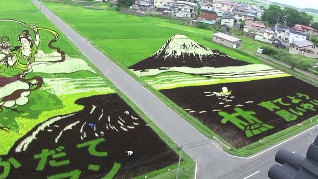 Des rizières transformées en tableaux géants au Japon
