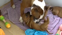 51ème vidéo de la 16ème portée staffie de Staffordland