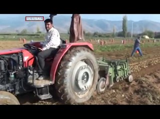 Kene bir can daha aldı