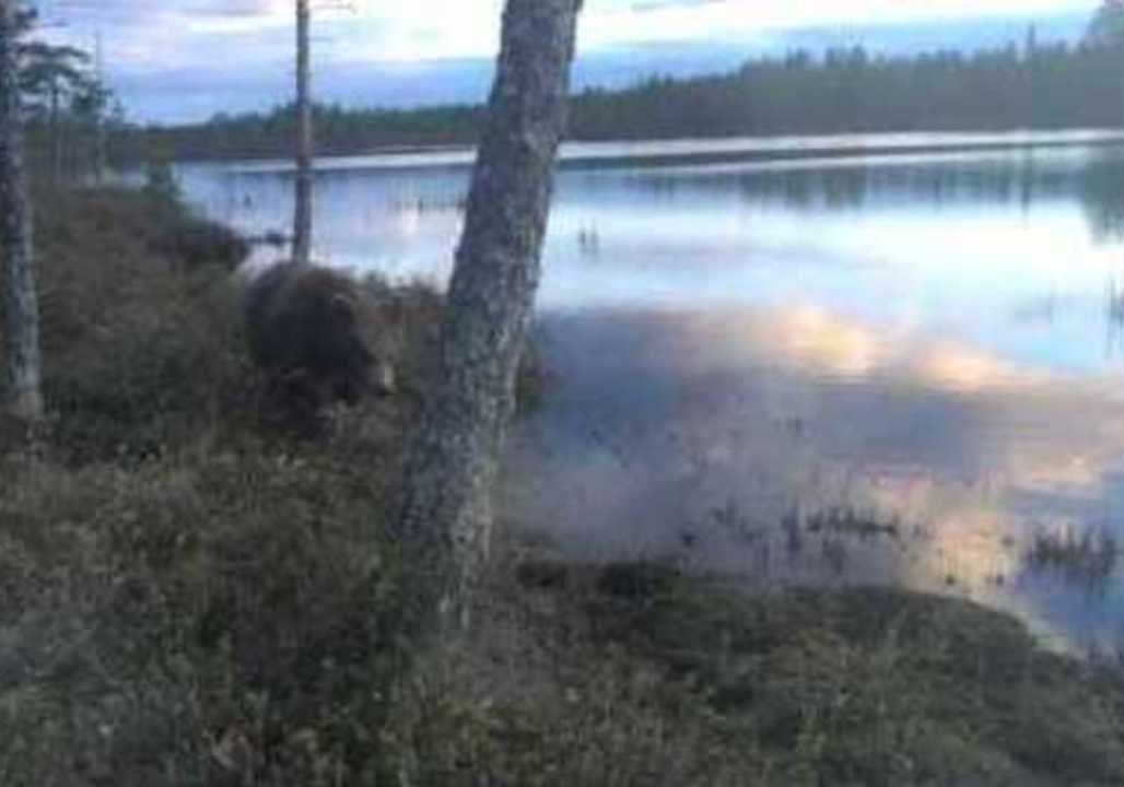Bear Cub Tries to Snatch Camera Lens