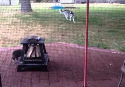 Small Cat Chases Big Husky Dog