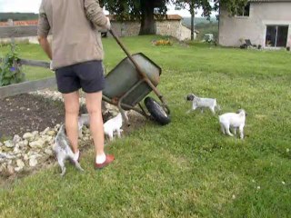 Portée Défi/Django du Fief D'Epsom