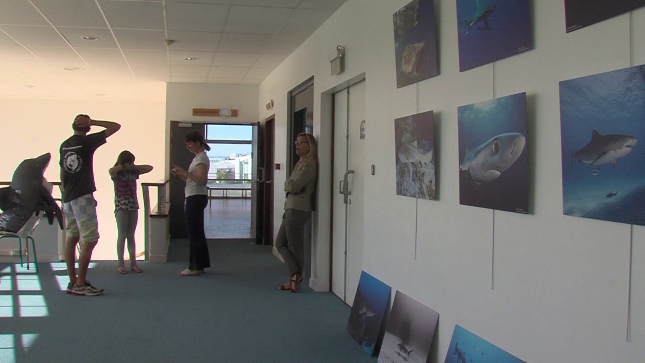 CelaTV - Le JT: Un requin qui court pour l'espèce