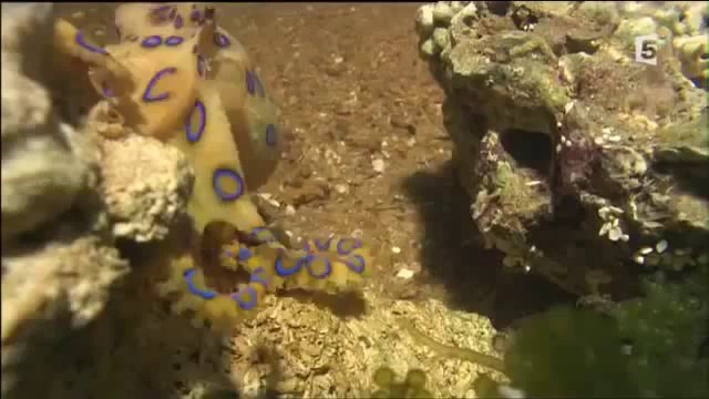 Les créatures les plus venimeuses - Documentaire entier 2014