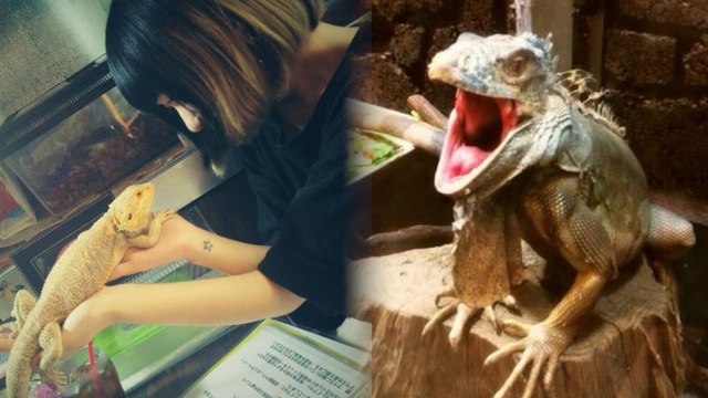 Lizards Watch You Eat at Japan's Reptile Cafes