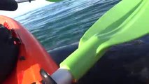 Kayak soulevé par une baleine... Belle rencontre mais un peu flippant!