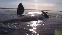 Kayak VS whales... Nice big fish but still very big and dangerous!