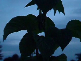 Cricri du soir, espoir...