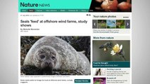 Researchers Surprised To See Seals Using Wind Farms As Hunting Grounds
