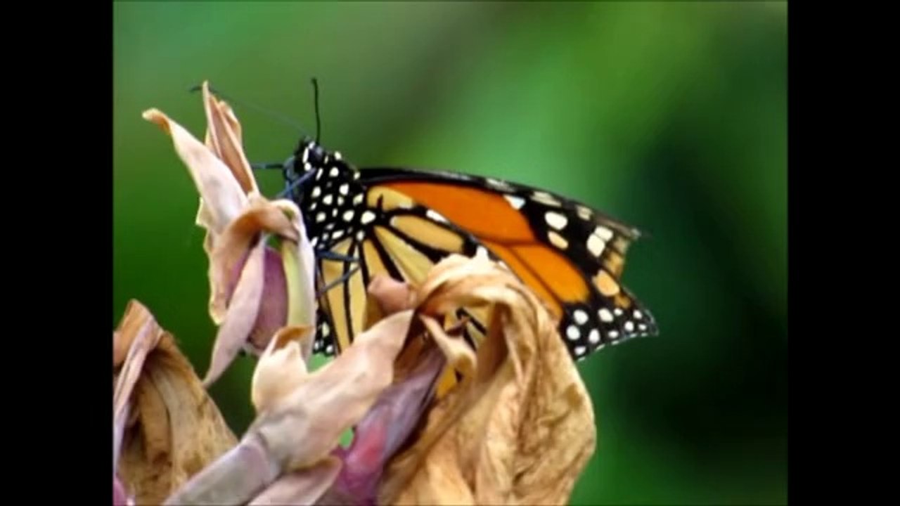 macro SX50