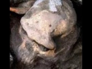 Un crâne d'1,8 million d'années bouleverse la théorie de l'évolution