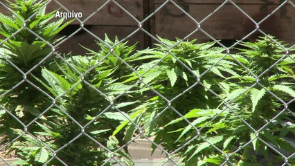 Justiça alemã autoriza cultivo de maconha pela 1ª vez