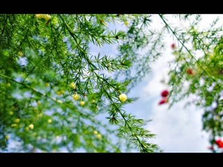 Cherry Bombshell - Kecewa