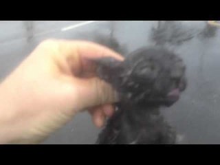 Cute Kitten Survives Typhoon Matmo in Taiwan