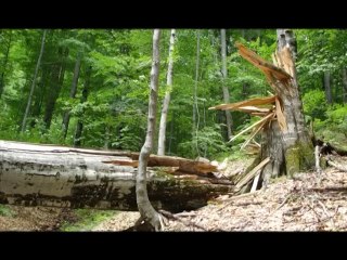 Mémoires d'un arbre mort