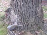 So hilarious Drunk Squirrel trying to climp in a tree!