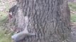 So hilarious Drunk Squirrel trying to climp in a tree!