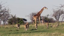 Giraffe Fights Off Lions To Protect Its Calf