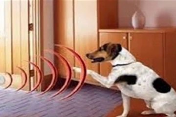 Wireless Fence-Finding the Best For Your Dog