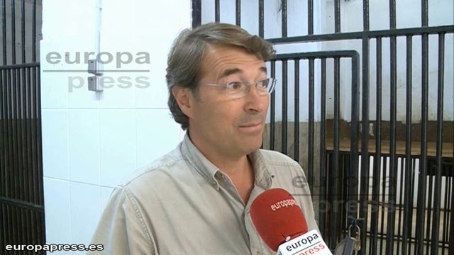 Dos crías de tigre blanco llegan a Cabárceno