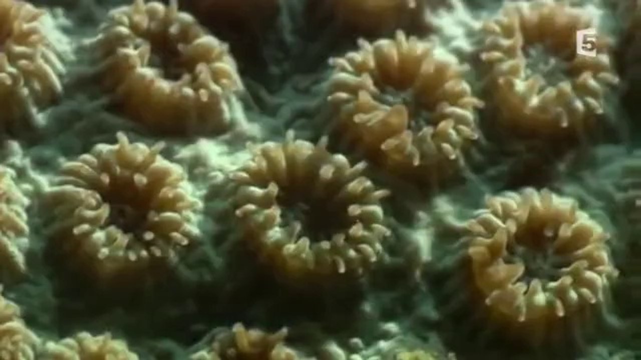 Les mystères de la Barrière de corail  Le Sanctuaire Des Tortues Vertes -- Episode 2