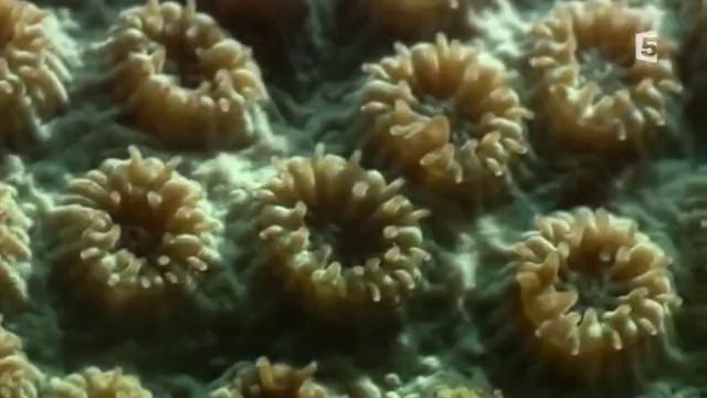 Les mystères de la Barrière de corail Le Sanctuaire Des Tortues Vertes Episode 2